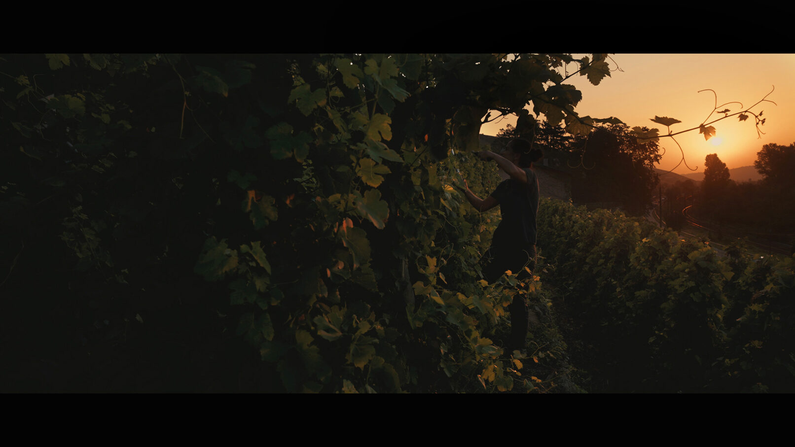 Fatma en vigne - Les Chaillées de l'enfer
