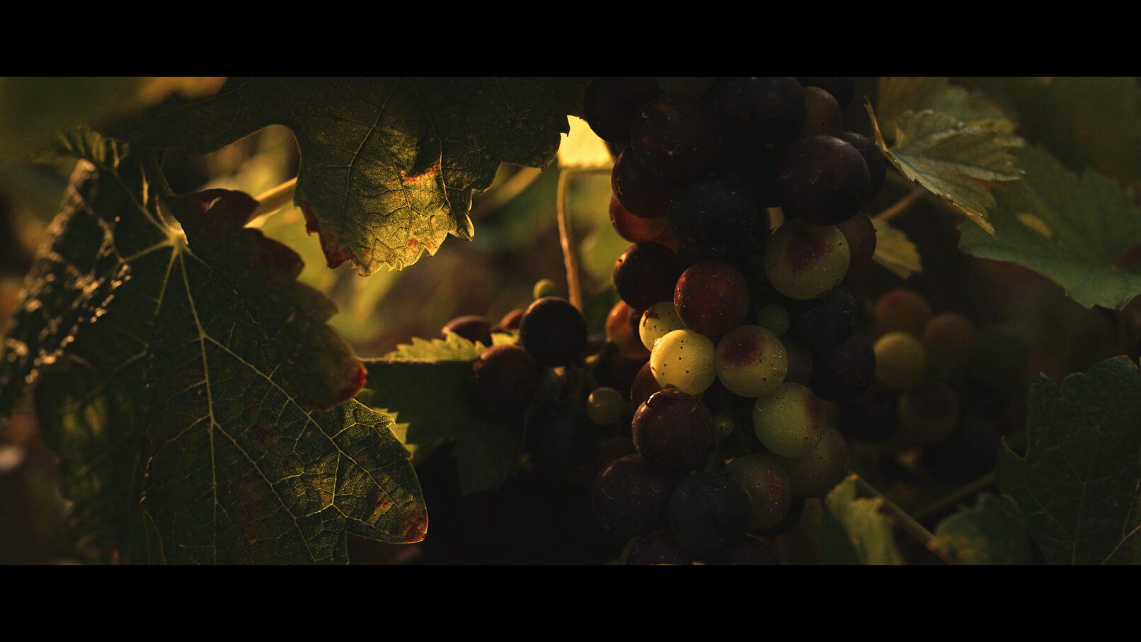 Raisins - Côte-Rôtie - Les Chaillées de l'enfer