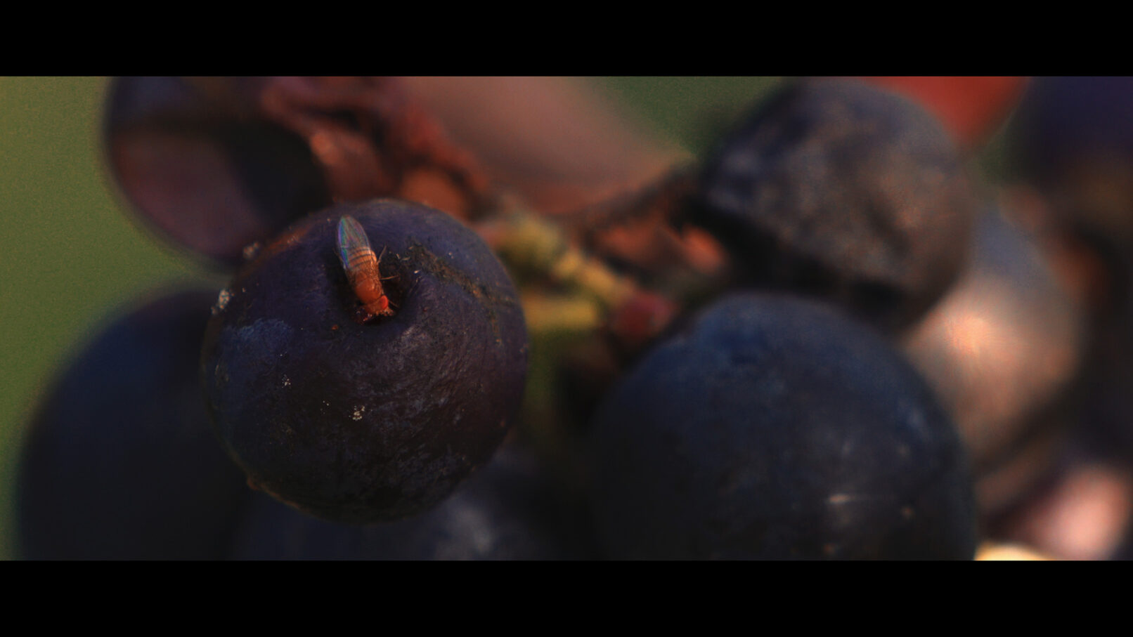 Drosophile - Les Chaillées de l'enfer