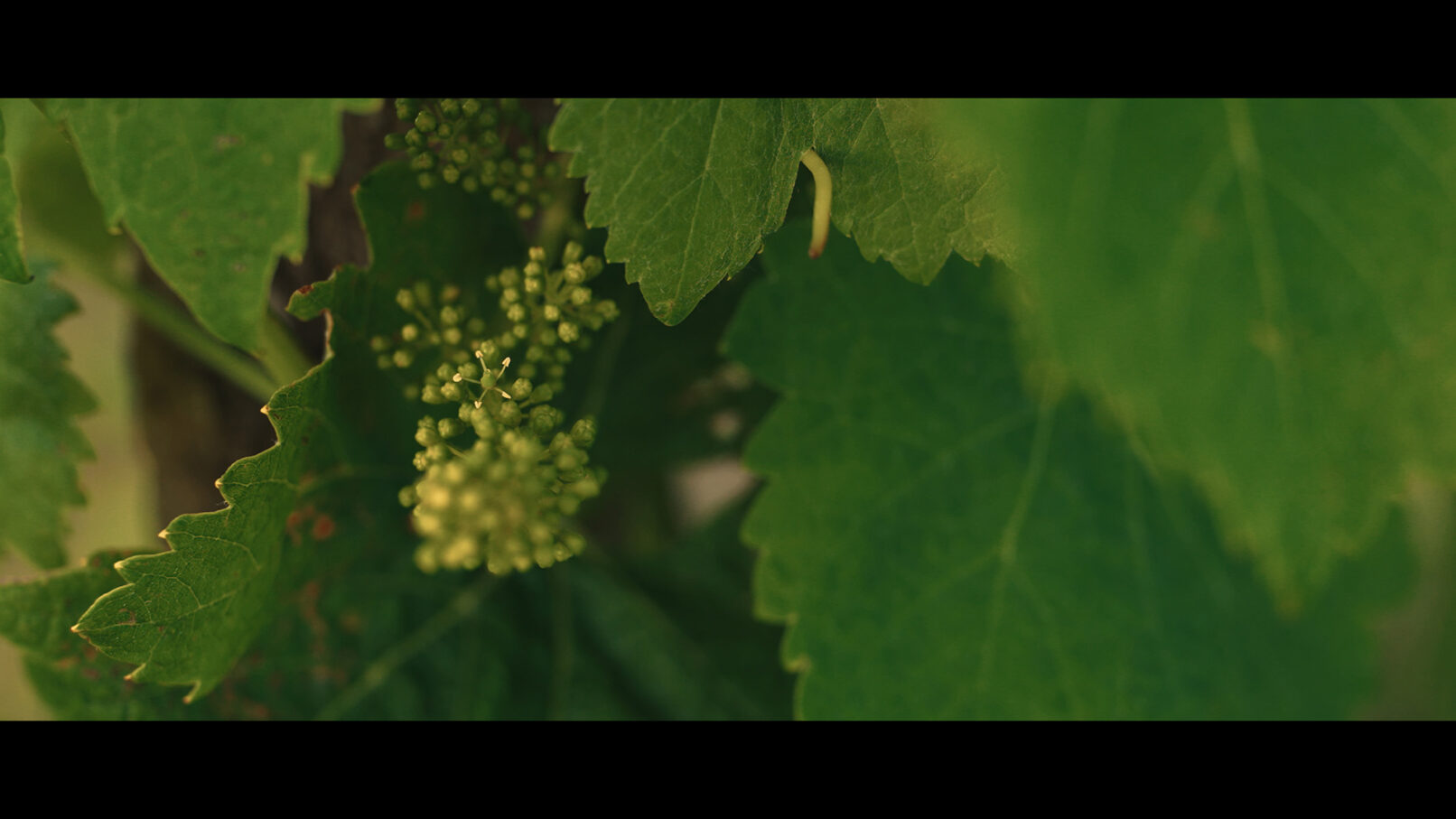 Fleur vigne - domaine vernay